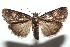  ( - 13-SRNP-100864)  @14 [ ] CreativeCommons  Attribution Non-Commercial Share-Alike (2017) Daniel H. Janzen Guanacaste Dry Forest Conservation Fund
