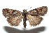  ( - 13-SRNP-100867)  @14 [ ] CreativeCommons  Attribution Non-Commercial Share-Alike (2017) Daniel H. Janzen Guanacaste Dry Forest Conservation Fund