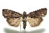  ( - 13-SRNP-100872)  @14 [ ] CreativeCommons  Attribution Non-Commercial Share-Alike (2017) Daniel H. Janzen Guanacaste Dry Forest Conservation Fund