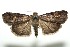  ( - 13-SRNP-100876)  @14 [ ] CreativeCommons  Attribution Non-Commercial Share-Alike (2017) Daniel H. Janzen Guanacaste Dry Forest Conservation Fund