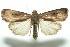  ( - 13-SRNP-100879)  @12 [ ] CreativeCommons  Attribution Non-Commercial Share-Alike (2017) Daniel H. Janzen Guanacaste Dry Forest Conservation Fund