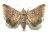  ( - 13-SRNP-100925)  @14 [ ] CreativeCommons  Attribution Non-Commercial Share-Alike (2017) Daniel H. Janzen Guanacaste Dry Forest Conservation Fund
