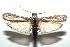  ( - 13-SRNP-100932)  @14 [ ] CreativeCommons  Attribution Non-Commercial Share-Alike (2017) Daniel H. Janzen Guanacaste Dry Forest Conservation Fund