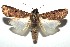  ( - 13-SRNP-100936)  @15 [ ] CreativeCommons  Attribution Non-Commercial Share-Alike (2017) Daniel H. Janzen Guanacaste Dry Forest Conservation Fund