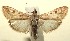  ( - 13-SRNP-100949)  @14 [ ] CreativeCommons  Attribution Non-Commercial Share-Alike (2017) Daniel H. Janzen Guanacaste Dry Forest Conservation Fund