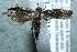  ( - 13-SRNP-939)  @13 [ ] CreativeCommons  Attribution Non-Commercial Share-Alike (2017) Daniel H. Janzen Guanacaste Dry Forest Conservation Fund