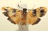  (Cisthene opulentana - 14-SRNP-103240)  @14 [ ] CreativeCommons - Attribution Non-Commercial Share-Alike (2015) Daniel H. Janzen Guanacaste Dry Forest Conservation Fund