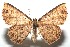  (Cyclophora Sullivan4515 - 14-SRNP-103429)  @14 [ ] CreativeCommons - Attribution Non-Commercial Share-Alike (2015) Daniel H. Janzen Guanacaste Dry Forest Conservation Fund