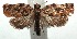  (Argyrotaenia BioLep443 - 14-SRNP-105054)  @13 [ ] CreativeCommons - Attribution Non-Commercial Share-Alike (2015) Daniel H. Janzen Guanacaste Dry Forest Conservation Fund
