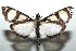  (Glyphodes extorris - 14-SRNP-105247)  @15 [ ] CreativeCommons - Attribution Non-Commercial Share-Alike (2015) Daniel H. Janzen Guanacaste Dry Forest Conservation Fund