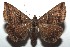  ( - 14-SRNP-105657)  @14 [ ] CreativeCommons  Attribution Non-Commercial Share-Alike (2016) Unspecified Guanacaste Dry Forest Conservation Fund