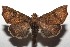  ( - 14-SRNP-105716)  @14 [ ] CreativeCommons  Attribution Non-Commercial Share-Alike (2016) Unspecified Guanacaste Dry Forest Conservation Fund