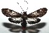  ( - 14-SRNP-105928)  @14 [ ] CreativeCommons  Attribution Non-Commercial Share-Alike (2016) Unspecified Guanacaste Dry Forest Conservation Fund