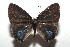 ( - 14-SRNP-106060)  @13 [ ] CreativeCommons  Attribution Non-Commercial Share-Alike (2016) Unspecified Guanacaste Dry Forest Conservation Fund