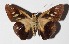  ( - 14-SRNP-71273)  @11 [ ] CreativeCommons  Attribution Non-Commercial Share-Alike (2016) Unspecified Guanacaste Dry Forest Conservation Fund