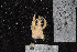  (Macropodia czernjawskii - BLS568)  @11 [ ] CreativeCommons  Attribution Non-Commercial Share-Alike (2020) V.A. Spiridonov Shirshov Institute of Oceanology of Russian Academy of Sciences