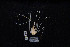  ( - BLS1016)  @11 [ ] CreativeCommons  Attribution Non-Commercial Share-Alike (2020) V.A. Spiridonov Shirshov Institute of Oceanology of Russian Academy of Sciences