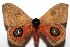  (Automeris zurobara - 07-SRNP-111956)  @14 [ ] CreativeCommons - Attribution Non-Commercial Share-Alike (2008) Unspecified Guanacaste Dry Forest Conservation Fund