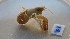  (Upogebia pusilla - CCDB-24268-E01)  @11 [ ] CreativeCommons - Attribution Share-Alike (2016) Adrian Filimon INCDM