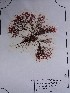  (Polysiphonia elongata - CCDB-25790-B10)  @11 [ ] CreativeCommons  Attribution Non-Commercial Share-Alike (2016) Oana Marin INCDM