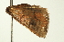  ( - BL1085)  @12 [ ] CreativeCommons - Attribution (2009) Unspecified Centre for Biodiversity Genomics