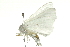  ( - BL1387)  @12 [ ] CreativeCommons - Attribution (2009) Unspecified Centre for Biodiversity Genomics