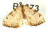 (Macaria coortaria - BL673)  @13 [ ] CreativeCommons - Attribution (2009) Unspecified Centre for Biodiversity Genomics