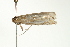  ( - BL211)  @11 [ ] CreativeCommons - Attribution (2009) Unspecified Centre for Biodiversity Genomics