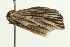  ( - BL493)  @12 [ ] CreativeCommons - Attribution (2009) Unspecified Centre for Biodiversity Genomics