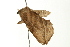  ( - BL846)  @13 [ ] CreativeCommons - Attribution (2009) Unspecified Centre for Biodiversity Genomics