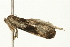  (Olethreutes JFL01 - BL887)  @12 [ ] CreativeCommons - Attribution (2009) Unspecified Centre for Biodiversity Genomics