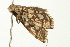  ( - BL930)  @12 [ ] CreativeCommons - Attribution (2009) Unspecified Centre for Biodiversity Genomics