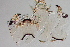  (Polypedilum beckae - 24-SWRC-0728)  @11 [ ] CreativeCommons - Attribution (2024) Stroud Water Research Center (SWRC) Stroud Water Research Center (SWRC)