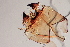  (Xestochironomus - 24-SWRC-0816)  @11 [ ] CreativeCommons - Attribution (2024) Stroud Water Research Center (SWRC) Stroud Water Research Center (SWRC)