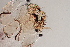  (Goeldichironomus - 24-SWRC-0823)  @11 [ ] CreativeCommons - Attribution (2024) Stroud Water Research Center (SWRC) Stroud Water Research Center (SWRC)