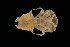  (Myotis cf. muricola - ROM MAM 106388)  @13 [ ] Copyright (2006) Unspecified Royal Ontario Museum