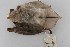  (Myotis hasseltii - ROM MAM 110942)  @13 [ ] Copyright (2006) Unspecified Royal Ontario Museum