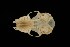  (Myotis cf. annatessae - ROM MAM 111271)  @12 [ ] Copyright (2006) Unspecified Royal Ontario Museum