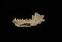  ( - ROM MAM 114938)  @12 [ ] Copyright (2006) Unspecified Royal Ontario Museum
