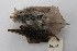  (Myotis cf. laniger - ROM MAM 114955)  @13 [ ] Copyright (2006) Unspecified Royal Ontario Museum