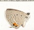  (Euchrysops osiris - CCDB-02225-A04)  @13 [ ] Copyright (2009) Unspecified The Research Collection of David C. Lees