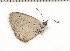  ( - CCDB-02225-B05)  @12 [ ] Copyright (2009) Unspecified The Research Collection of David C. Lees