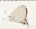  (Hypolycaena philippus ramonza - CCDB-02225-B09)  @12 [ ] Copyright (2009) Unspecified The Research Collection of David C. Lees