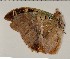  ( - CCDB-02225-B10)  @12 [ ] Copyright (2009) Unspecified The Research Collection of David C. Lees