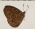 (Heteropsis fuliginosa - CCDB-02225-B11)  @13 [ ] Copyright (2009) Unspecified The Research Collection of David C. Lees