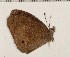  (Heteropsis imerina - CCDB-02225-D10)  @12 [ ] Copyright (2009) Unspecified The Research Collection of David C. Lees