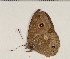  ( - CCDB-02225-E01)  @13 [ ] Copyright (2009) Unspecified The Research Collection of David C. Lees