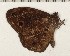  (Heteropsis obscura - CCDB-02225-E11)  @13 [ ] Copyright (2009) Unspecified The Research Collection of David C. Lees