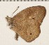 (Heteropsis parva - CCDB-02225-F03)  @13 [ ] Copyright (2009) Unspecified The Research Collection of David C. Lees