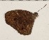  (Heteropsis vanewrighti - CCDB-02225-F04)  @12 [ ] Copyright (2009) Unspecified The Research Collection of David C. Lees